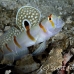 shrimpgoby_randalls_cr_hsb_r_h_0317_kom3318.jpg